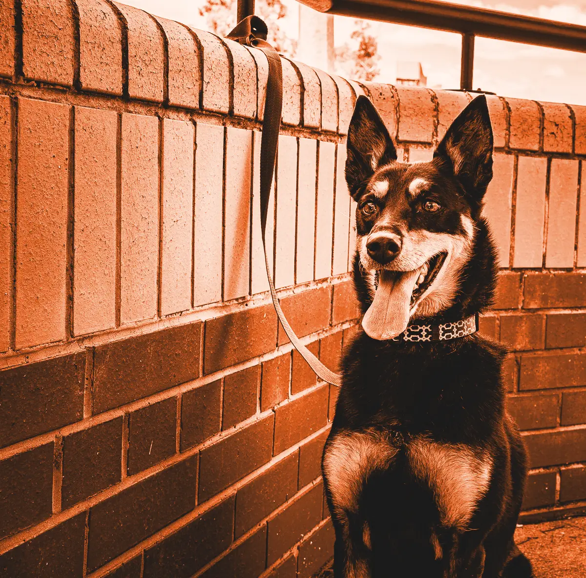 A smiling black and tan kelpie sitting by a brick wall